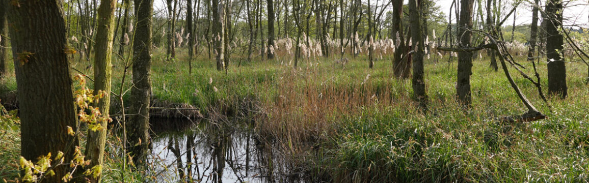Moor
