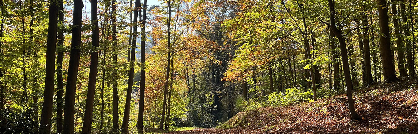 Waldweg