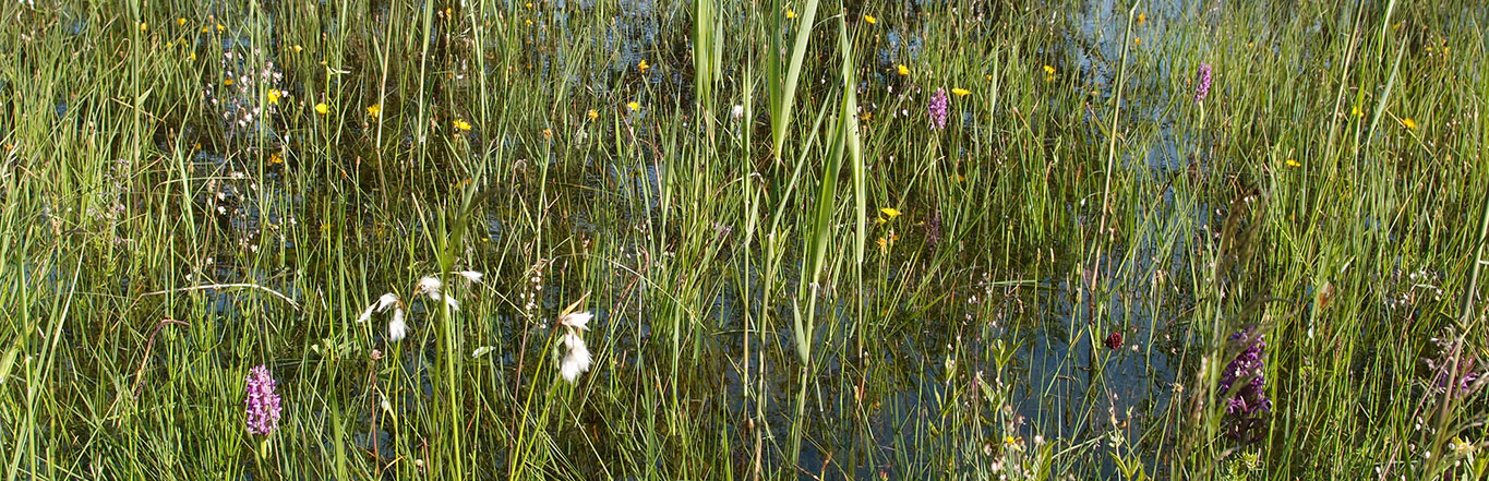 Blütenpflanzen im Moor