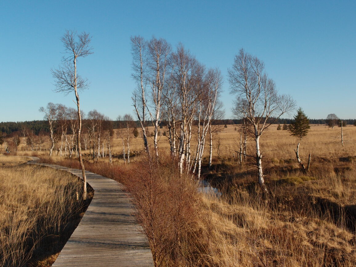 Holzsteg im Moor