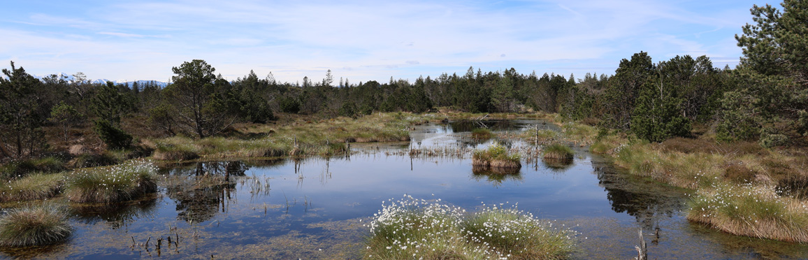 Vernässtes Moor