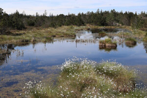 Vernässtes Moor